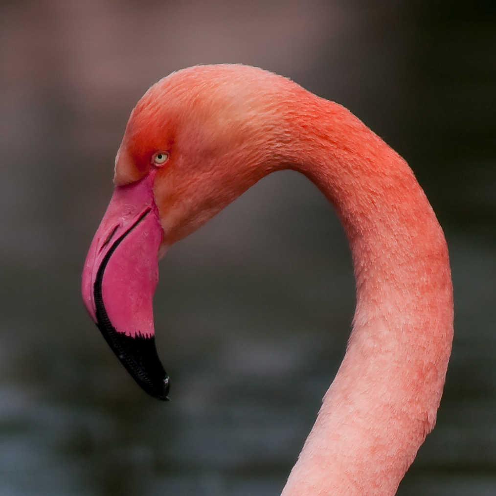 Flamingo mit schlechter Laune